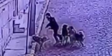Impacto por turista norteamericano que fue mordido por jauría de perros en Valparaíso