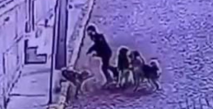 Impacto por turista norteamericano que fue mordido por jauría de perros en Valparaíso