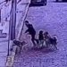 Impacto por turista norteamericano que fue mordido por jauría de perros en Valparaíso