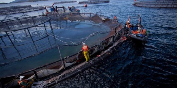 Ministerio de Economía buscará alternativas para reactivar el desarrollo de la acuicultura tras fallo del TC