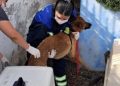 Retiran 33 mascotas desde vivienda en Reñaca por situación de riesgo sanitario