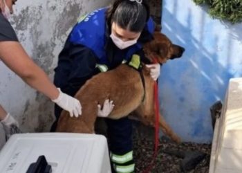 Retiran 33 mascotas desde vivienda en Reñaca por situación de riesgo sanitario