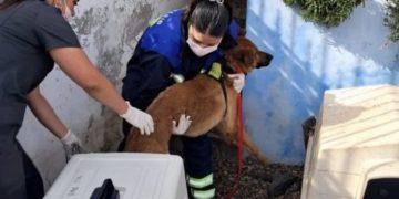 Retiran 33 mascotas desde vivienda en Reñaca por situación de riesgo sanitario