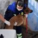 Retiran 33 mascotas desde vivienda en Reñaca por situación de riesgo sanitario
