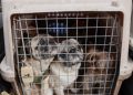 Mujer es detenida por mantener criadero ilegal de perros en Santiago