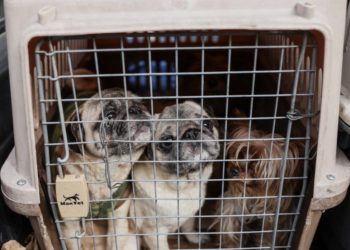 Mujer es detenida por mantener criadero ilegal de perros en Santiago