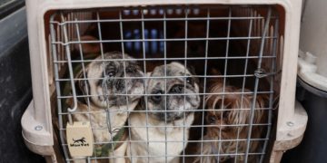 Mujer es detenida por mantener criadero ilegal de perros en Santiago