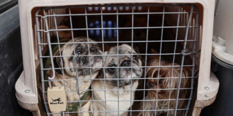 Mujer es detenida por mantener criadero ilegal de perros en Santiago