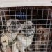 Mujer es detenida por mantener criadero ilegal de perros en Santiago