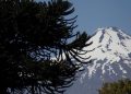 Volcán Villarrica entra en Alerta Amarilla por aumento de sismicidad y posible ascenso de lava
