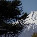 Volcán Villarrica entra en Alerta Amarilla por aumento de sismicidad y posible ascenso de lava