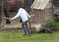 Condenan a hombre por maltrato animal habitual en La Ligua