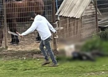 Condenan a hombre por maltrato animal habitual en La Ligua