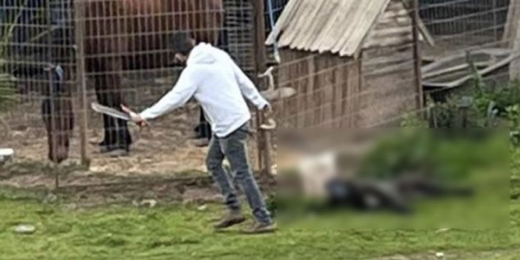 Condenan a hombre por maltrato animal habitual en La Ligua
