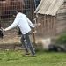 Condenan a hombre por maltrato animal habitual en La Ligua