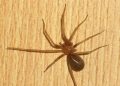 Araña de rincón: los riesgos de una mordedura y las medidas para prevenir su presencia en los hogares