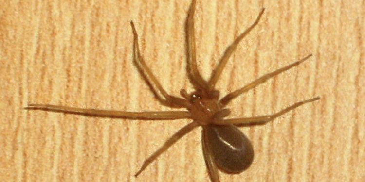 Araña de rincón: los riesgos de una mordedura y las medidas para prevenir su presencia en los hogares