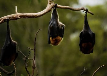 Rabia en murciélagos: especialista advierte que la vacunación de mascotas sigue siendo clave para prevenir contagios