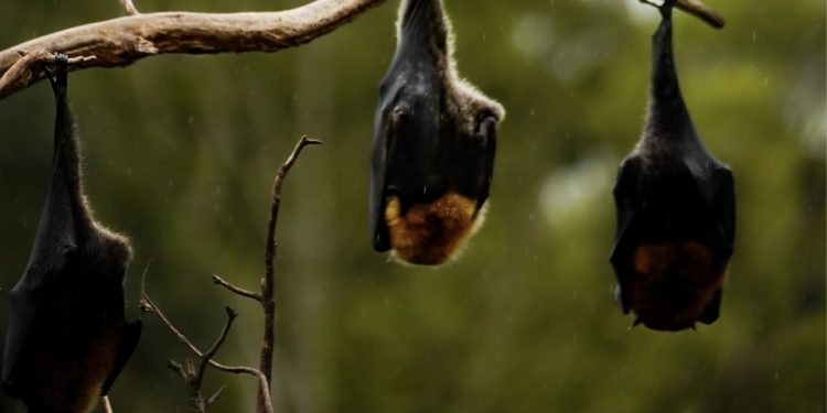 Rabia en murciélagos: especialista advierte que la vacunación de mascotas sigue siendo clave para prevenir contagios