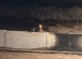 Mascotas: ¿qué hacer frente a una picadura abeja o avispa?