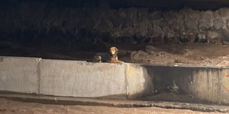 Mascotas: ¿qué hacer frente a una picadura abeja o avispa?