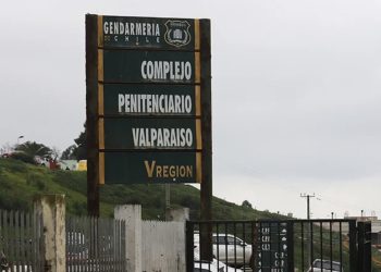 Mascotas: ¿qué hacer frente a una picadura abeja o avispa?