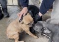 PDI rescata a cuatro perros abandonados hace más de dos meses en presunto criadero clandestino en Lampa