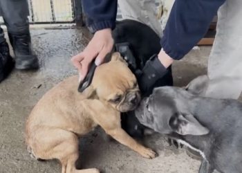 PDI rescata a cuatro perros abandonados hace más de dos meses en presunto criadero clandestino en Lampa