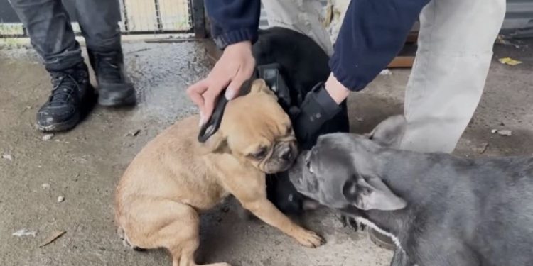 PDI rescata a cuatro perros abandonados hace más de dos meses en presunto criadero clandestino en Lampa