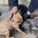 PDI rescata a cuatro perros abandonados hace más de dos meses en presunto criadero clandestino en Lampa