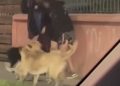 Joven quedó con múltiples mordeduras por ataque de perros en Barros Luco