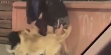 Joven quedó con múltiples mordeduras por ataque de perros en Barros Luco