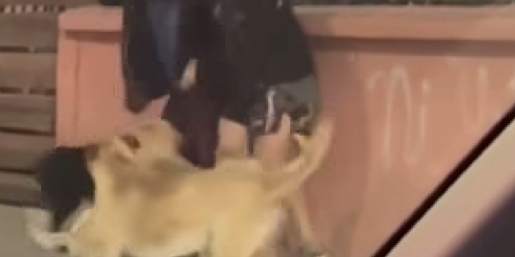 Joven quedó con múltiples mordeduras por ataque de perros en Barros Luco