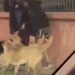 Joven quedó con múltiples mordeduras por ataque de perros en Barros Luco